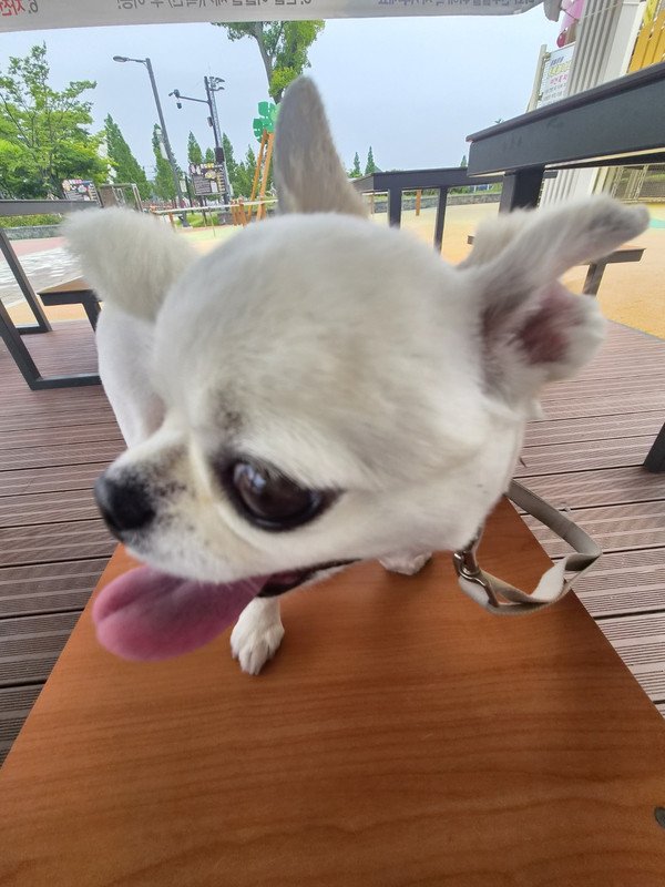 구매자가 올린 리뷰 사진